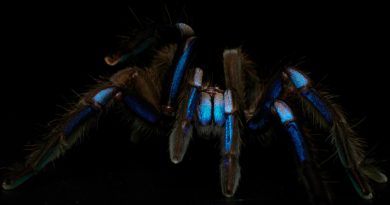 Nueva especie de tarántula azul eléctrico, un color raro en animales