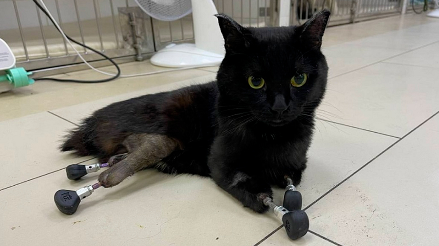 Veterinarios rusos ayudan a caminar a un gato mediante cuatro prótesis de titanio