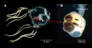 Descubren que cierto tipo de medusas tiene memoria pese a carecer de cerebro