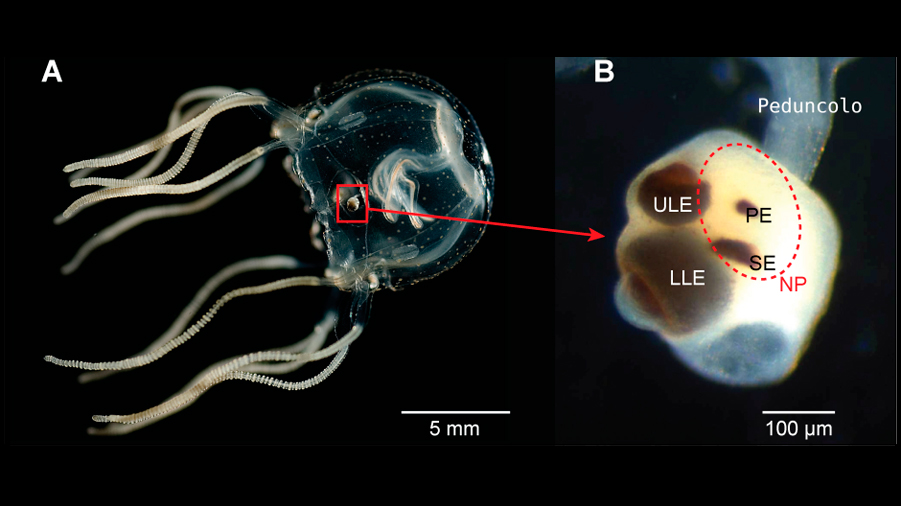 Descubren que cierto tipo de medusas tiene memoria pese a carecer de cerebro