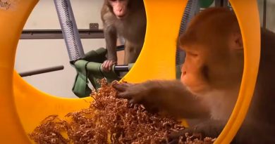 Médicos denuncian la muerte de una docena de monos en los ensayos de chips cerebrales de Elon Musk