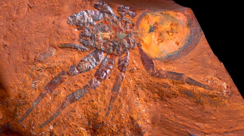 Gran araña fósil encontrada en Australia