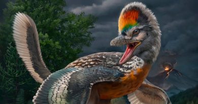 Dinosaurio con patas largas y parecido a un pájaro, cautiva a científicos