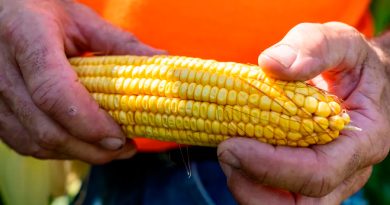 Investigadores mexicanos buscan sustituir maíz amarillo transgénico de EU con más semilla híbrida