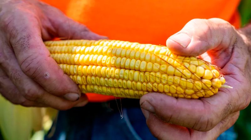 Investigadores mexicanos buscan sustituir maíz amarillo transgénico de EU con más semilla híbrida