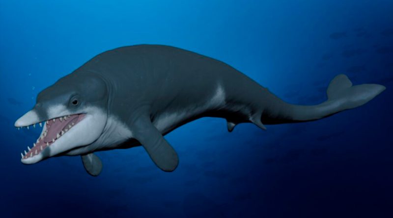 Encuentran una pequeña ballena de 41 millones de años en Egipto