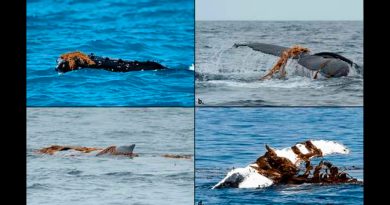 Las ballenas se divierten usando las algas como sombrero y exfoliante