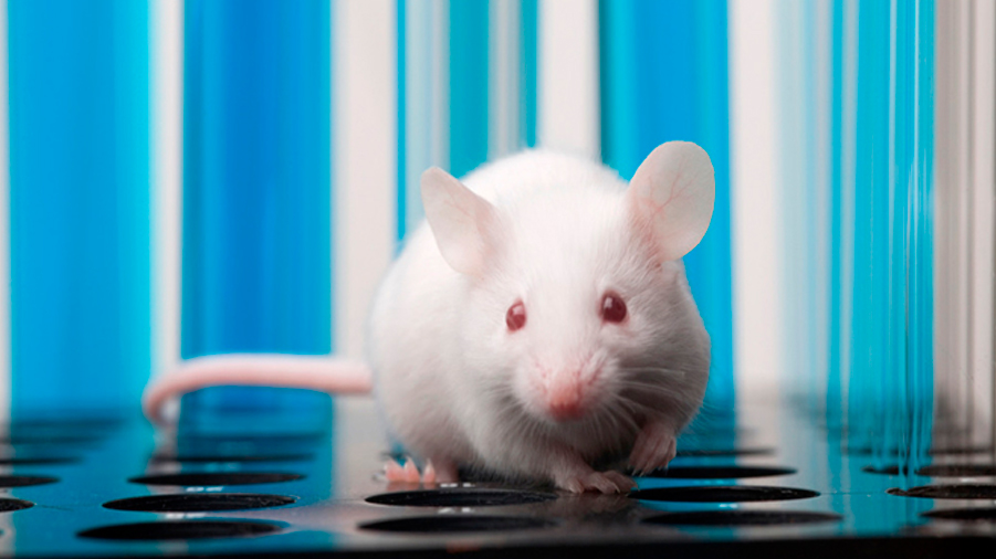 Descubren en ratones cómo afecta a la memoria la exposición al alcohol durante el embarazo