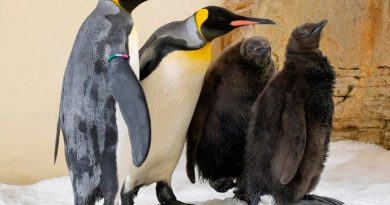 Por primera vez en cinco décadas nacen en Viena dos pingüinos rey en menos de dos semanas