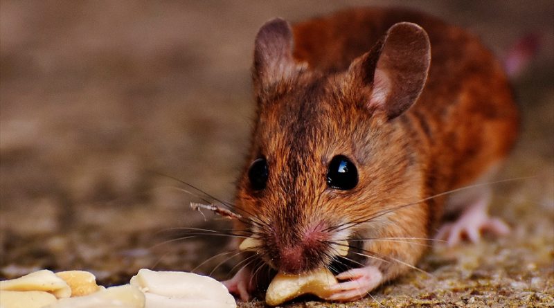 Estudio de alergia en ratones 'sucios' desafía la hipótesis de la higiene