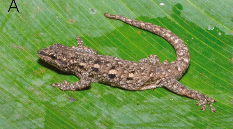 Criatura ‘enana’ hallada en selva de Uganda es una nueva especie ‘críptica’