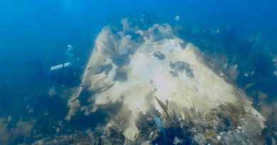 Alerta roja por blanqueamiento de corales: esperan mortalidad masiva en arrecifes mexicanos