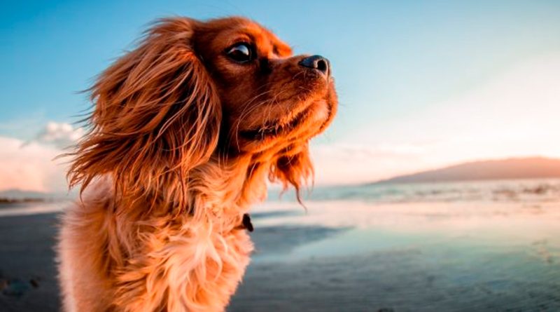 Científicos descubren que la compañía de un perro podría ser la clave para mejorar tu salud
