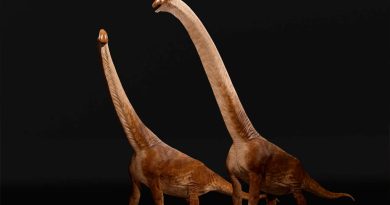 Garumbatitan morellensis: uno de los saurópodos más grandes del mundo es hallado en España
