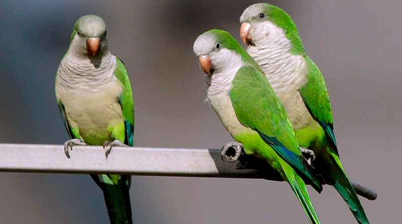 Las impresiones de voz únicas en los loros podrían ayudar a que las aves sean reconocidas en una bandada