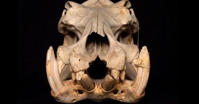 Los hipopótamos mastican mal porque usan sus mandíbulas para luchar