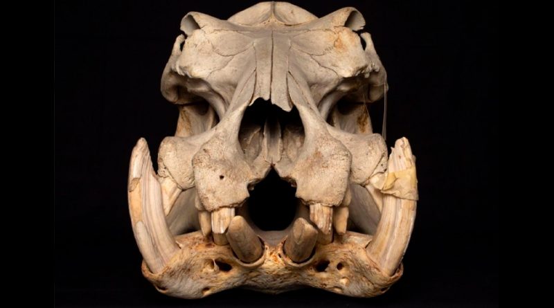 Los hipopótamos mastican mal porque usan sus mandíbulas para luchar