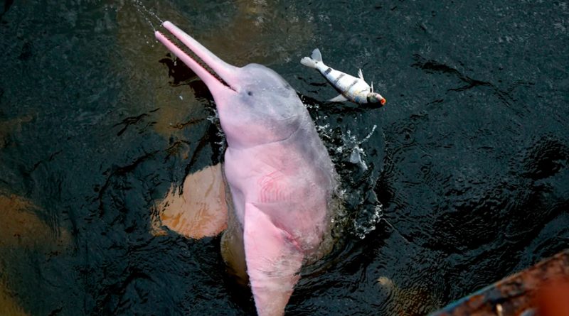 Una toxina derivada del calor pudo causar la muerte de 120 delfines en la Amazonia