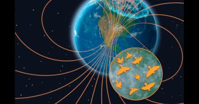 El clima espacial interrumpe la migración nocturna de las aves, según un estudio