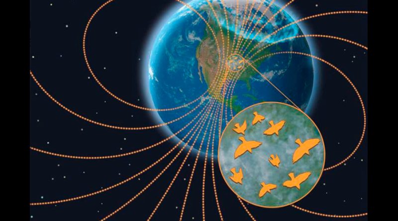 El clima espacial interrumpe la migración nocturna de las aves, según un estudio