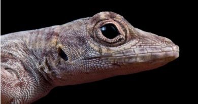 El estudio a largo plazo de los lagartos desafía las reglas de la biología evolutiva