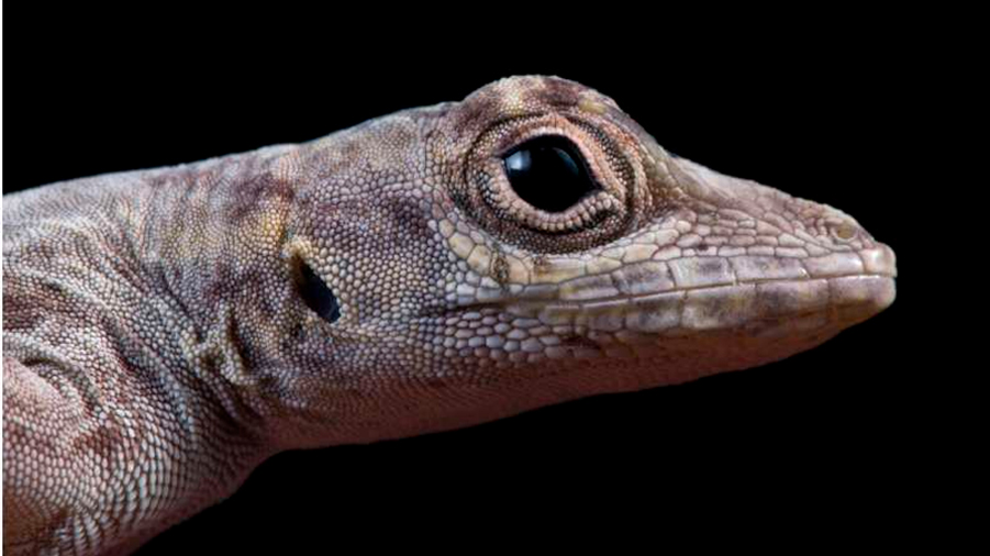El estudio a largo plazo de los lagartos desafía las reglas de la biología evolutiva