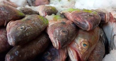 Investigador de la UNAM advierte hallazgos de micro plásticos en peces del Golfo de México