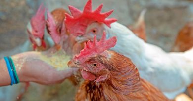La edición genética podría crear pollos resistentes a la gripe aviar y evitar una pandemia