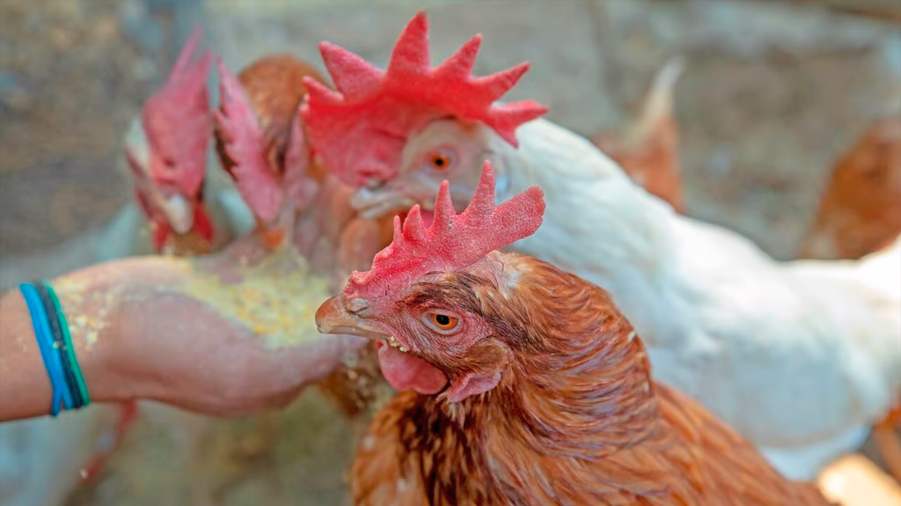 La edición genética podría crear pollos resistentes a la gripe aviar y evitar una pandemia