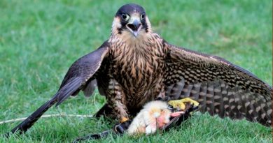 Los halcones peregrinos fingen ataques para agotar a sus presas