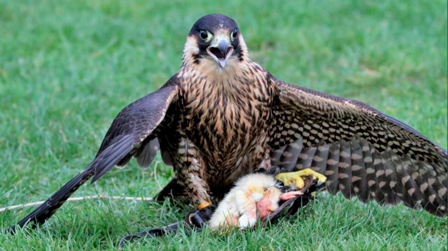 Los halcones peregrinos fingen ataques para agotar a sus presas
