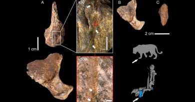 Los neandertales cazaban peligrosos leones de las cavernas, según un estudio