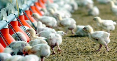 Crean pollos con tecnología CRISPR resistentes a la gripe aviar