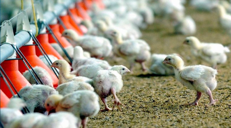 Crean pollos con tecnología CRISPR resistentes a la gripe aviar