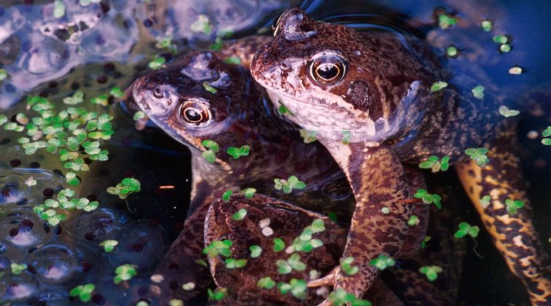 Las ranas hembra fingen su muerte para salvarse del apareamiento forzado