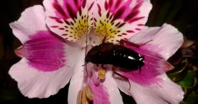 Entomólogos chilenos descubren especie de cucaracha endémica que poliniza