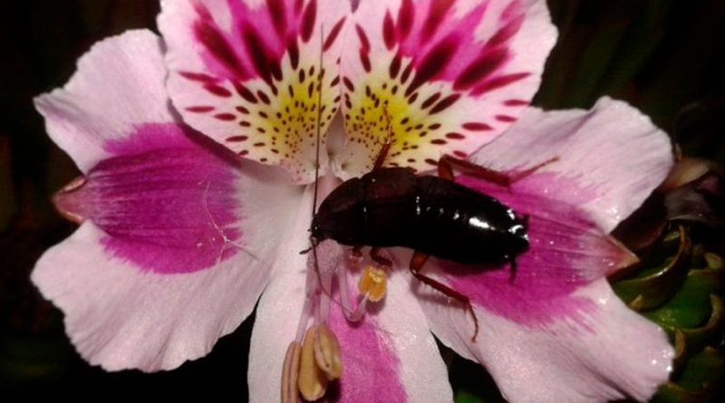 Entomólogos chilenos descubren especie de cucaracha endémica que poliniza