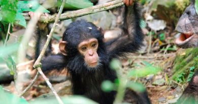 Los chimpancés jóvenes muestran flexibilidad vocal similar a los bebés