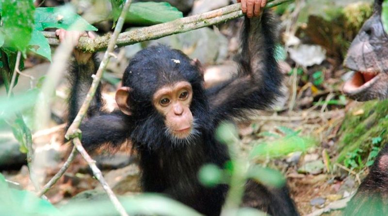Los chimpancés jóvenes muestran flexibilidad vocal similar a los bebés