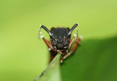 Los hongos que parasitan a estas hormigas zombis también se adaptaron al cambio climático