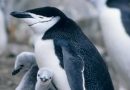 Descubren que estos pingüinos duermen más de 10.000 microsiestas al día de solo cuatro segundos