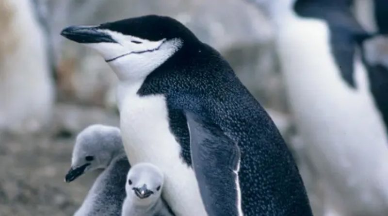Descubren que estos pingüinos duermen más de 10.000 microsiestas al día de solo cuatro segundos