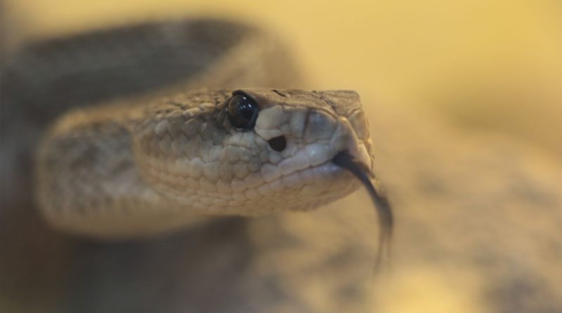 Veneno de serpiente de cascabel contiene moléculas antibacerianas: UAQ
