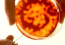 Crean un antibiótico que puede superar a muchas cepas de bacterias resistentes