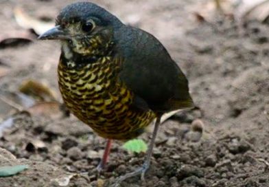 Descubren una nueva especie de ave en la Sierra Nevada de Santa Marta