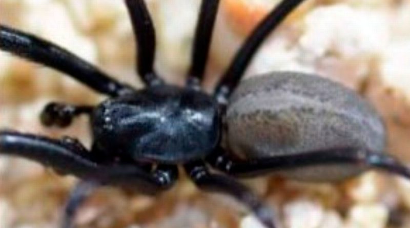 Araña llevará nombre de investigador del Cibnor La Paz