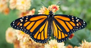 Resuelven el misterio de cómo las alas de las mariposas obtienen sus patrones coloridos