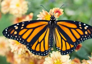 Resuelven el misterio de cómo las alas de las mariposas obtienen sus patrones coloridos