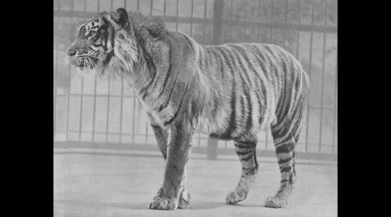 Científicos descubren pistas de la existencia de un tigre que se cree extinto