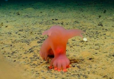 ‘Cerdo Barbie’ y ‘Unicumber’… descubren nuevas especies en las profundidades del Pacífico
